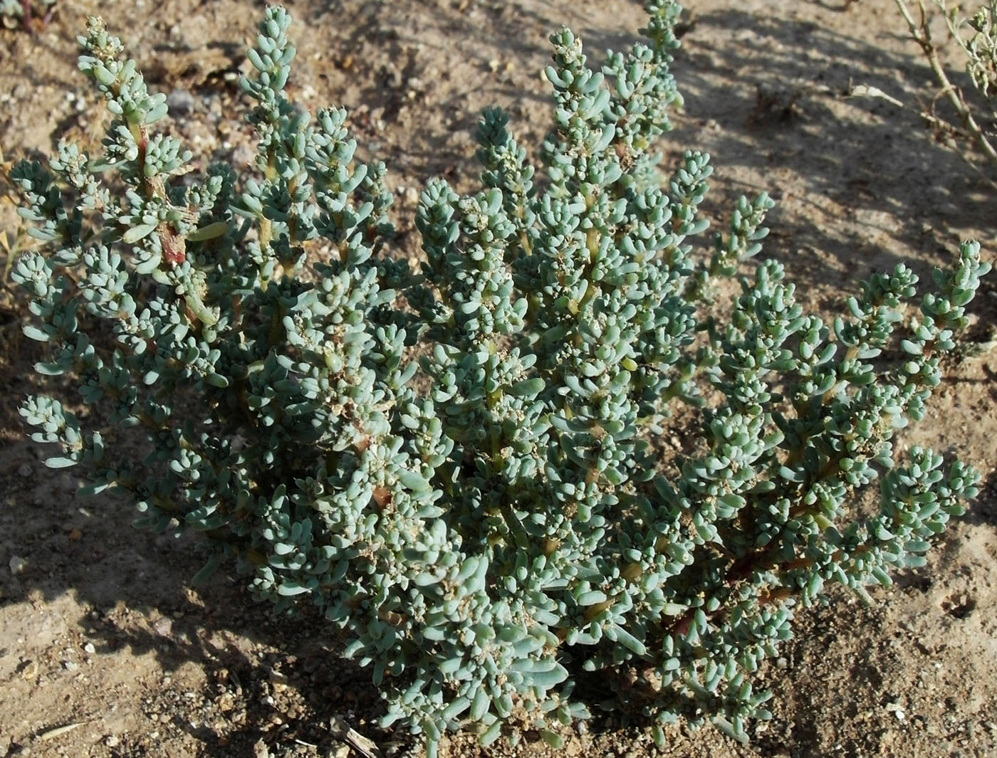 Image of Halogeton glomeratus specimen.