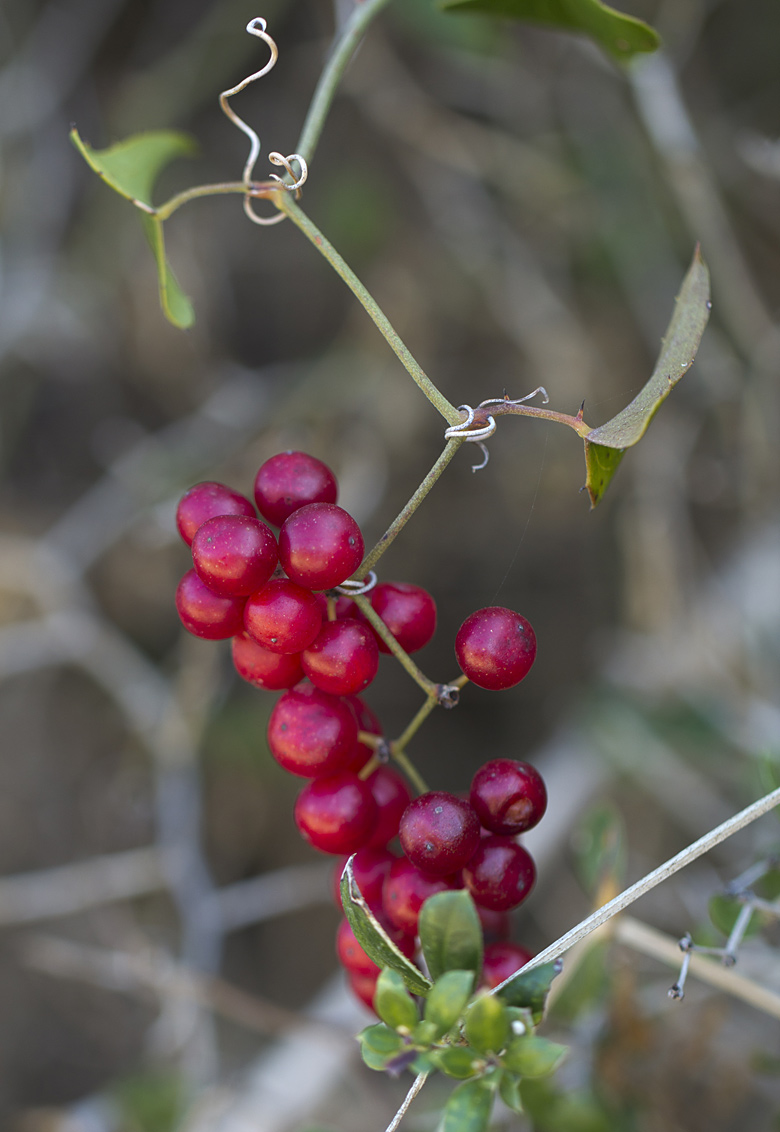 Изображение особи Smilax aspera.