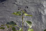 Hedera colchica