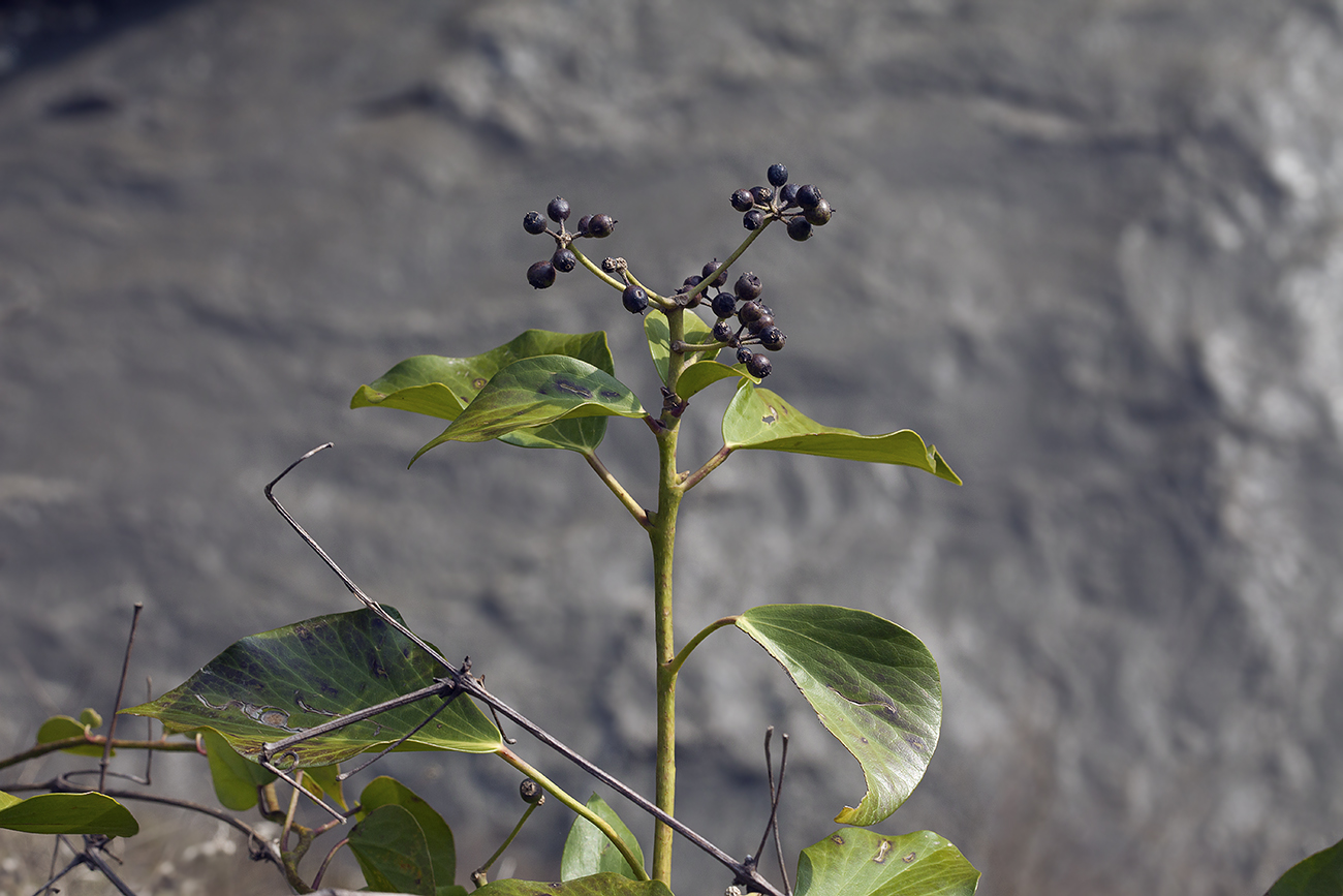 Image of Hedera colchica specimen.