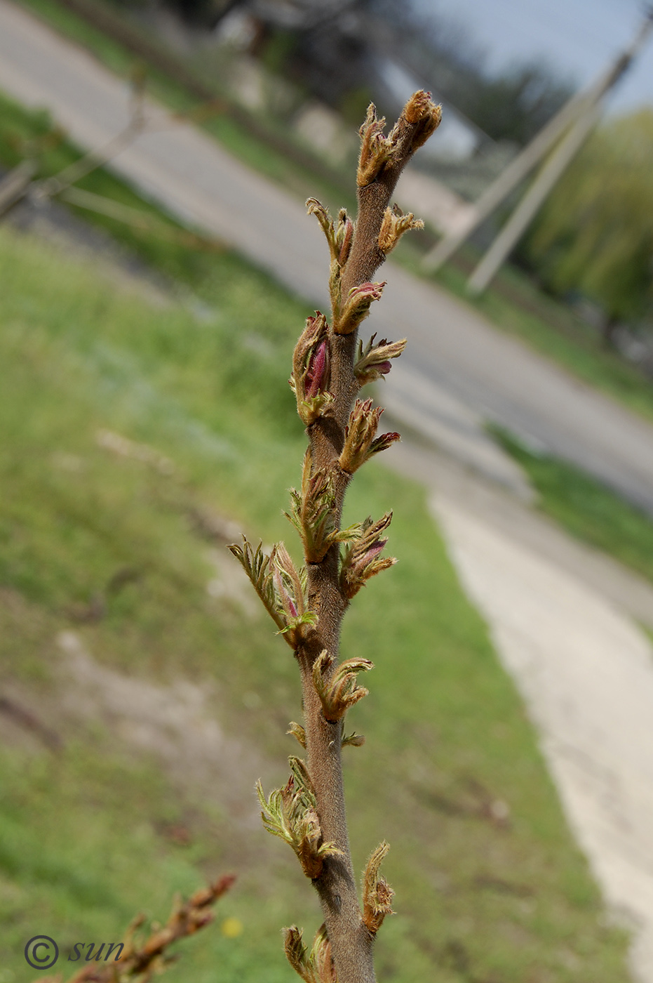 Image of Rhus typhina specimen.