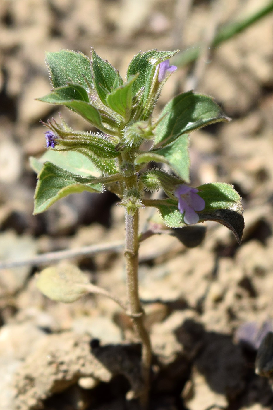 Image of Ziziphora graveolens specimen.