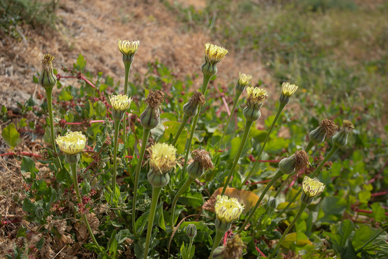 Image of Urospermum dalechampii specimen.