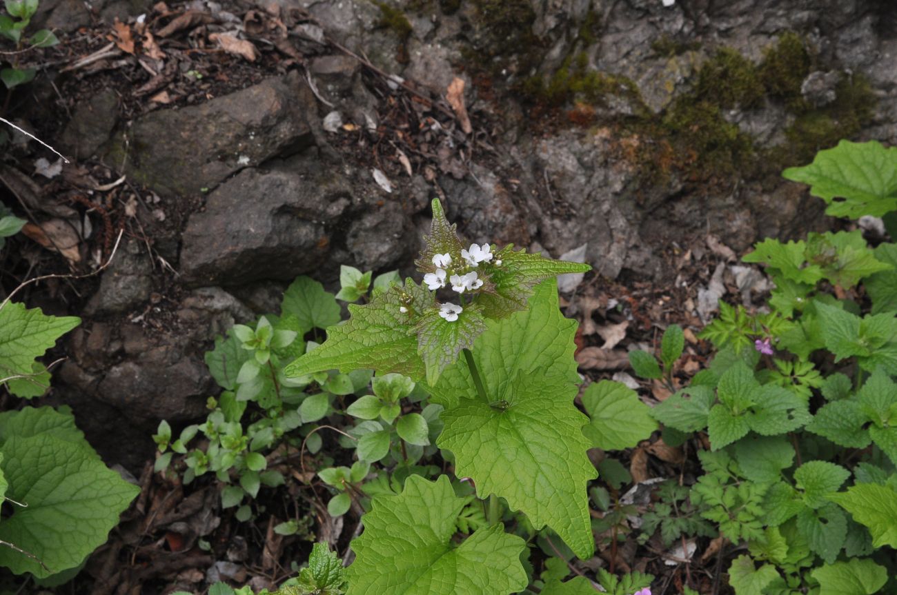 Image of Alliaria petiolata specimen.