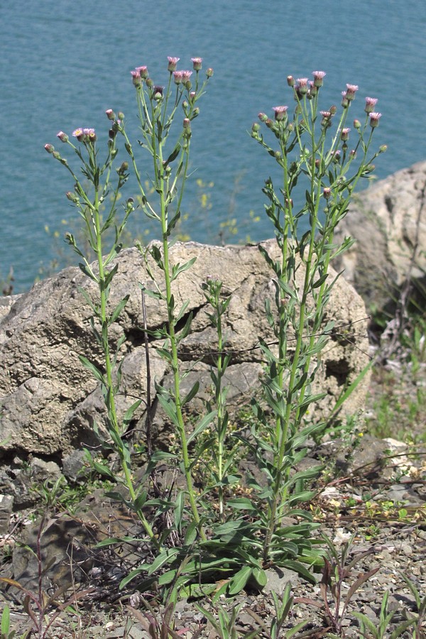 Image of Erigeron podolicus specimen.