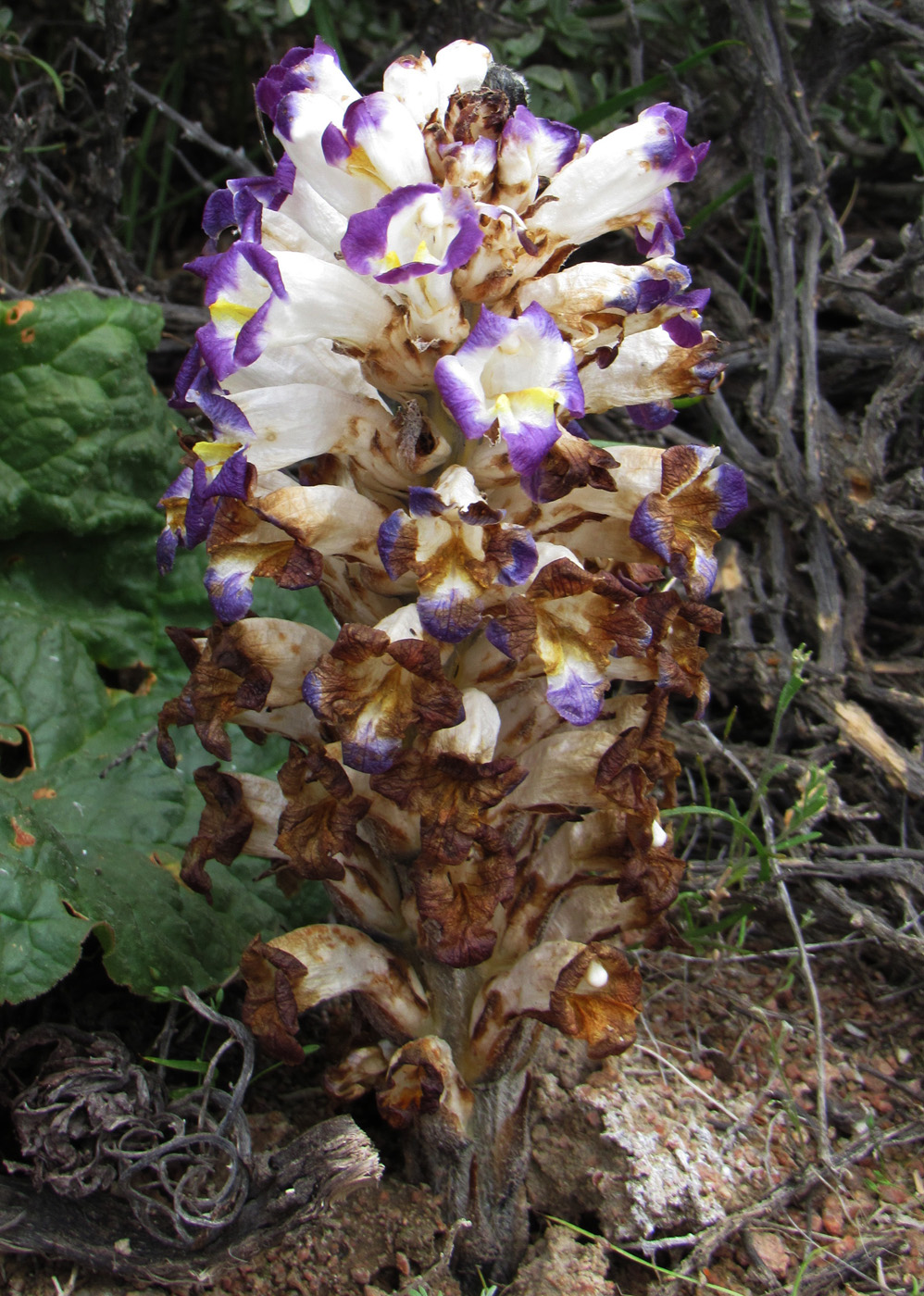 Image of Cistanche salsa specimen.