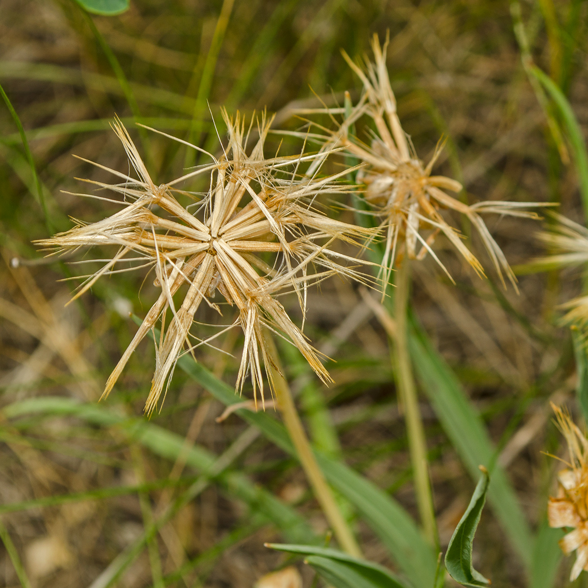 Image of Scorzonera austriaca specimen.