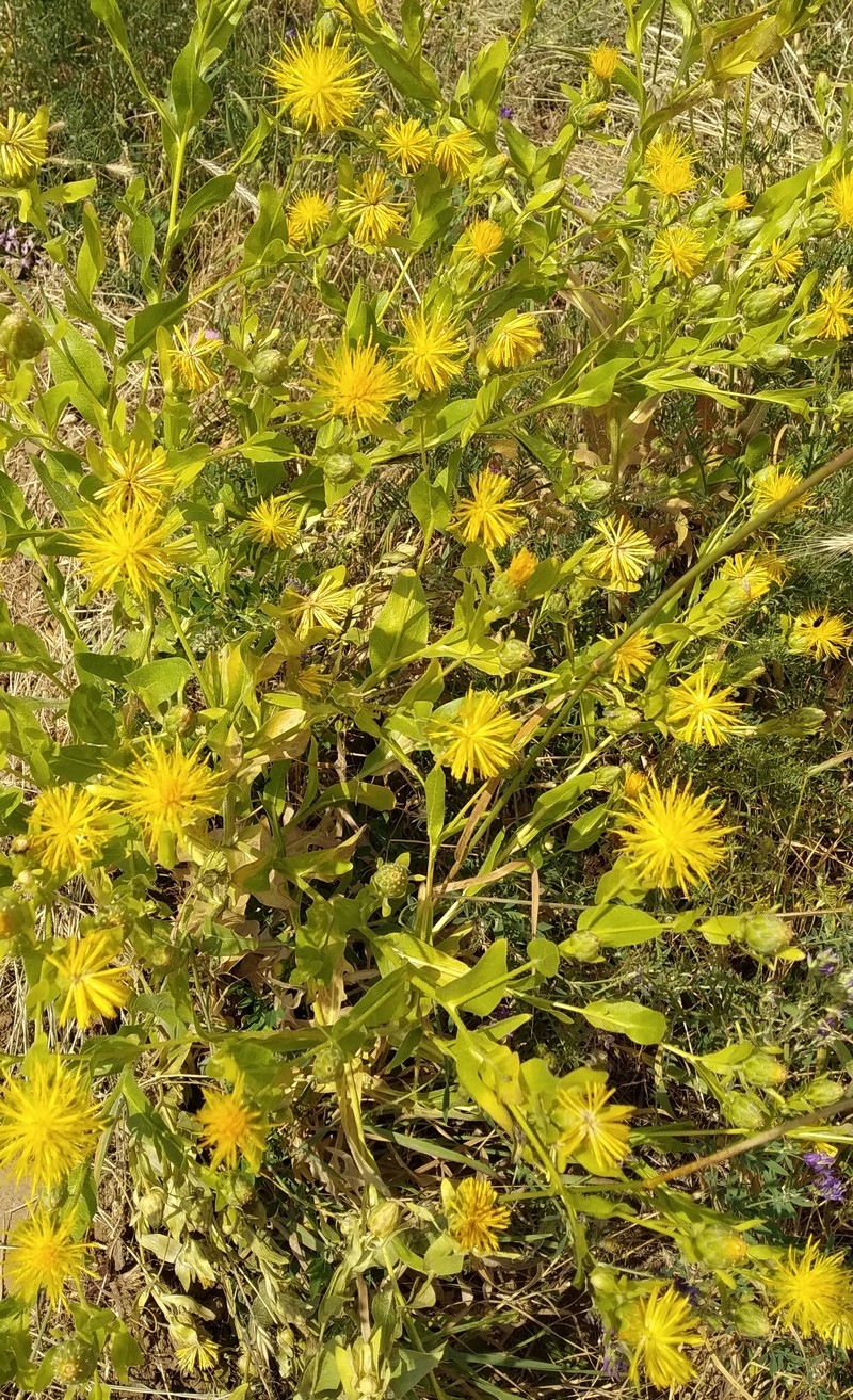 Изображение особи Centaurea polypodiifolia.