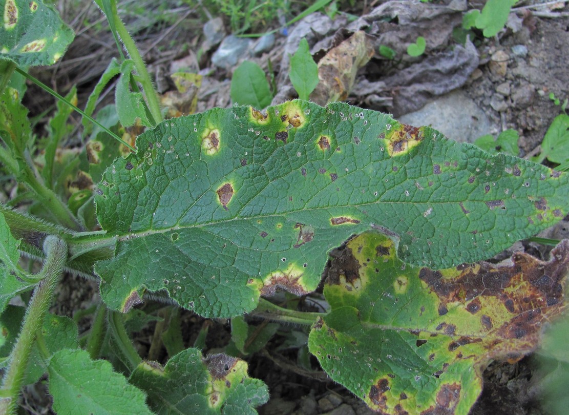 Изображение особи Symphytum asperum.