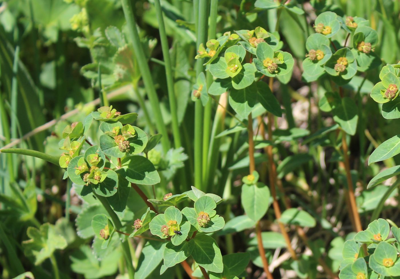 Изображение особи Euphorbia alatavica.