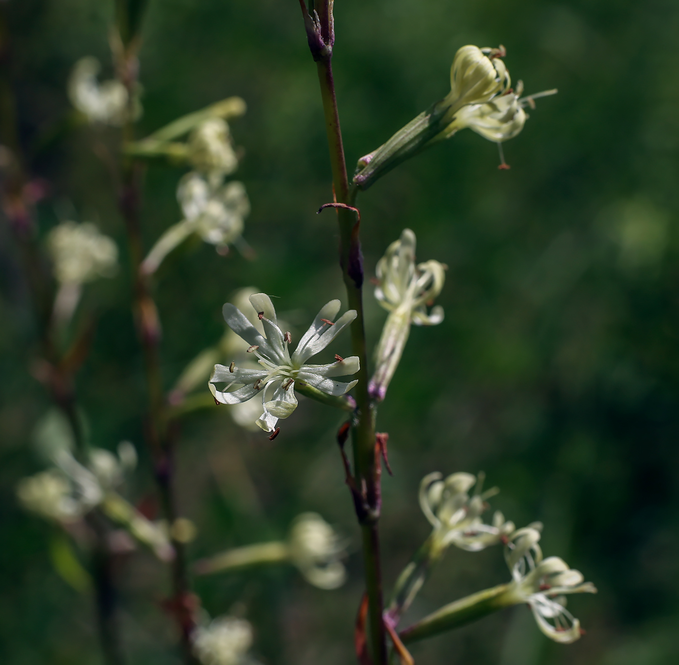 Image of Silene tatarica specimen.