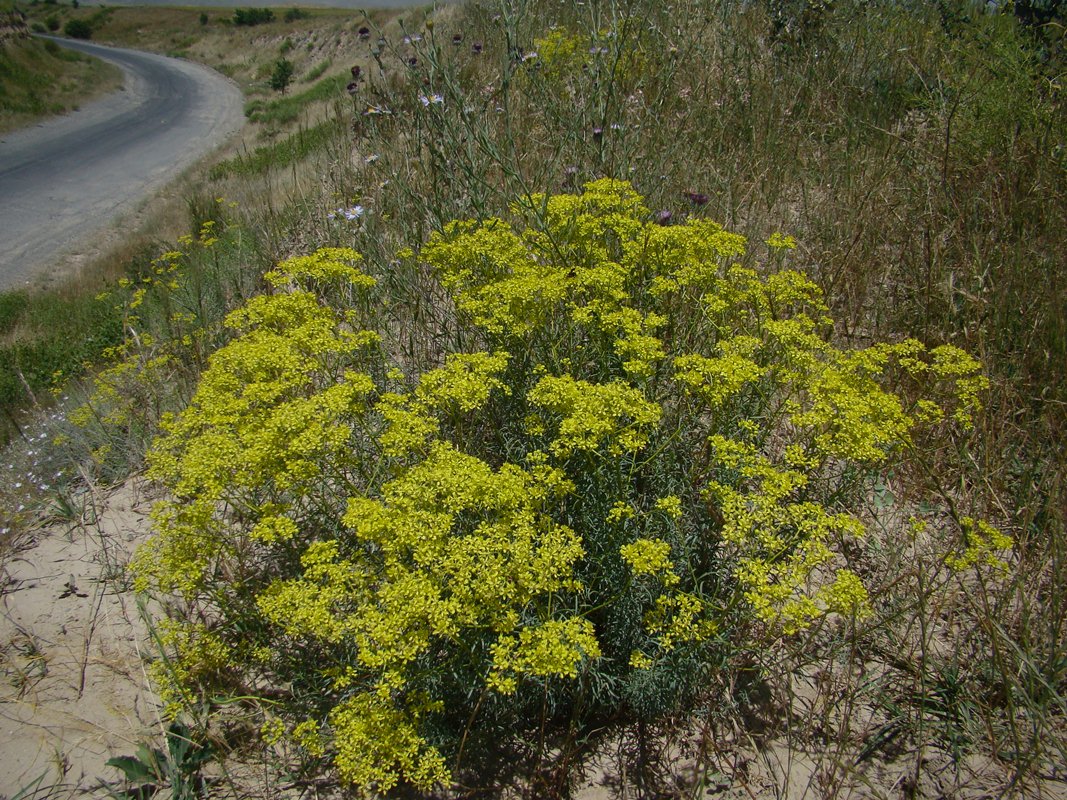 Image of Haplophyllum dubium specimen.