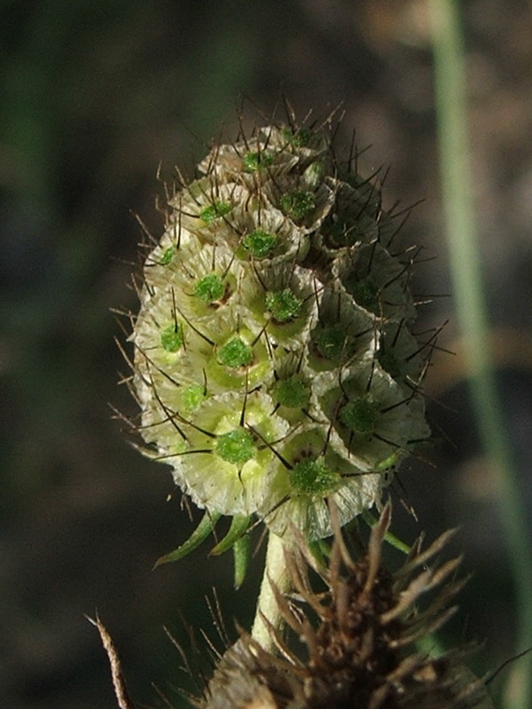 Image of Scabiosa praemontana specimen.