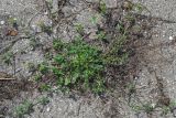 Medicago lupulina