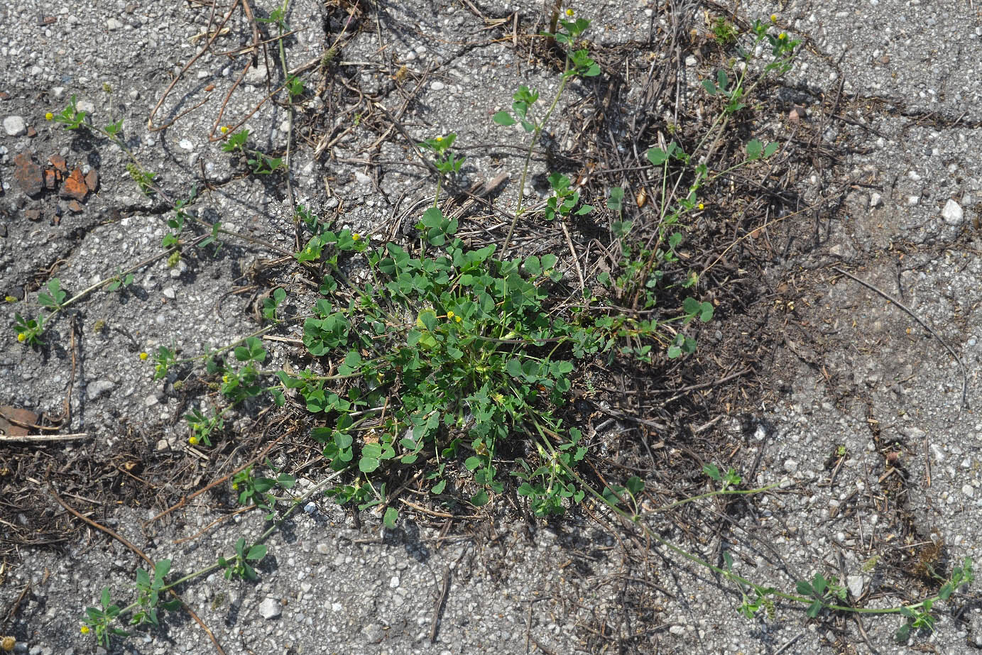 Image of Medicago lupulina specimen.