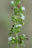 Galium humifusum. Часть побега с соцветиями. Краснодарский край, Ейский п-ов, коса Долгая. 14.07.2019.