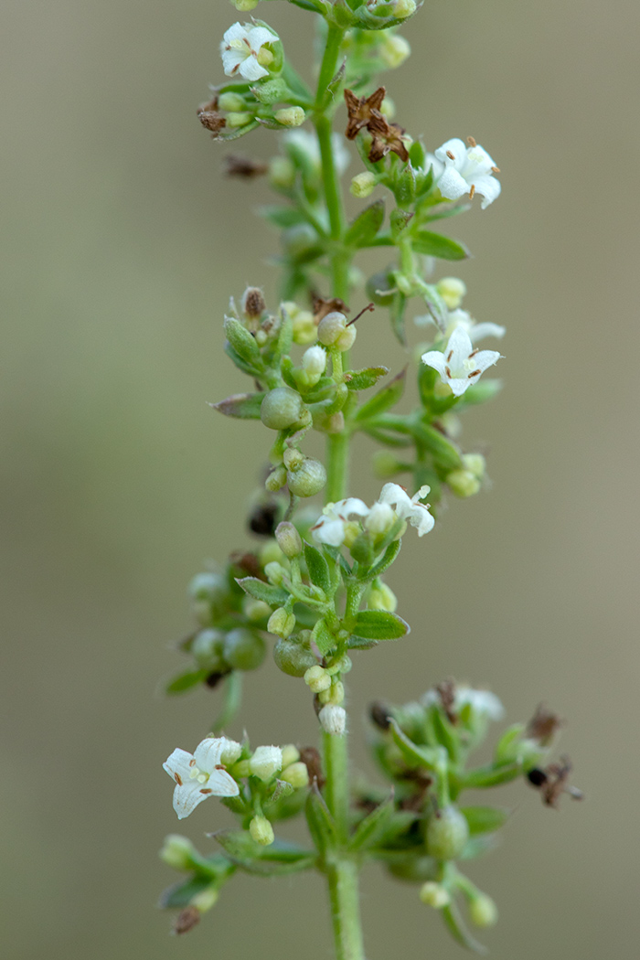 Изображение особи Galium humifusum.