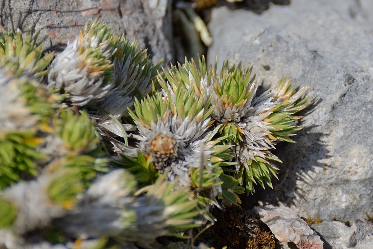 Изображение особи Saxifraga juniperifolia.