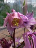 Aquilegia vulgaris. Цветок. Свердловская обл., окр. г. Североуральск, дачный участок. 29.06.2019.