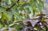 Jatropha gossypiifolia. Верхушка веточки с цветками и плодом. Таиланд, Бангкок, окр. храма Wat Arun, в озеленении. 25.06.2019.