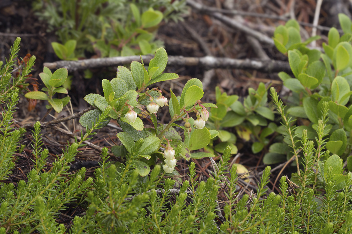 Image of Gaultheria miqueliana specimen.