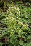 Petasites albus