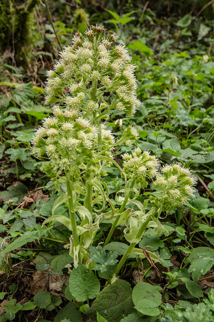 Image of Petasites albus specimen.