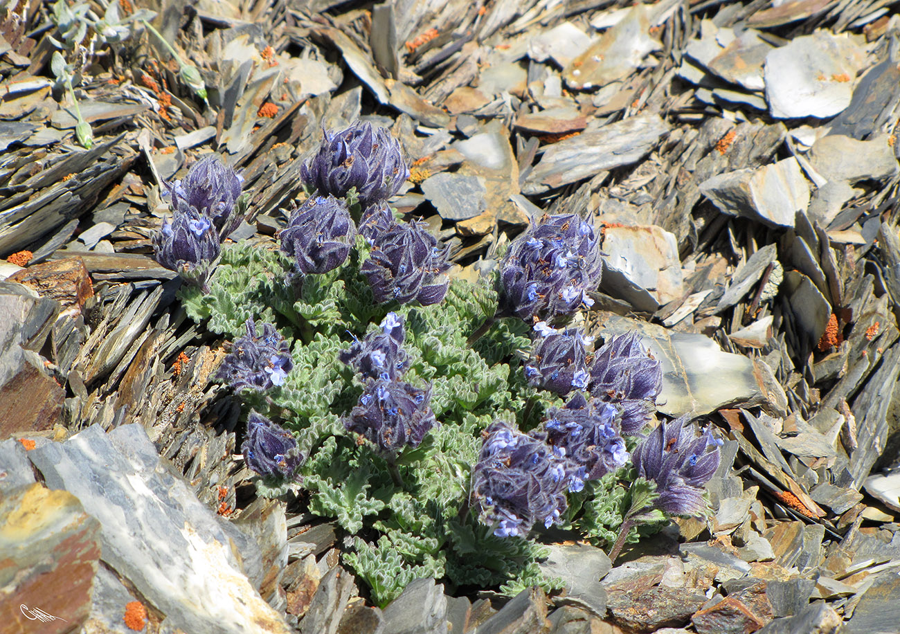 Image of Nepeta lipskyi specimen.