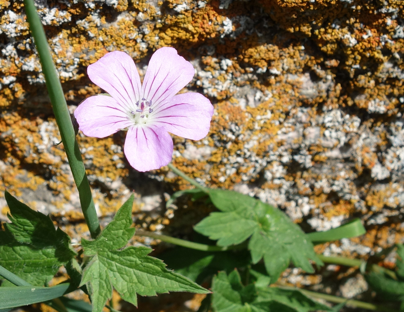 Изображение особи Geranium rectum.