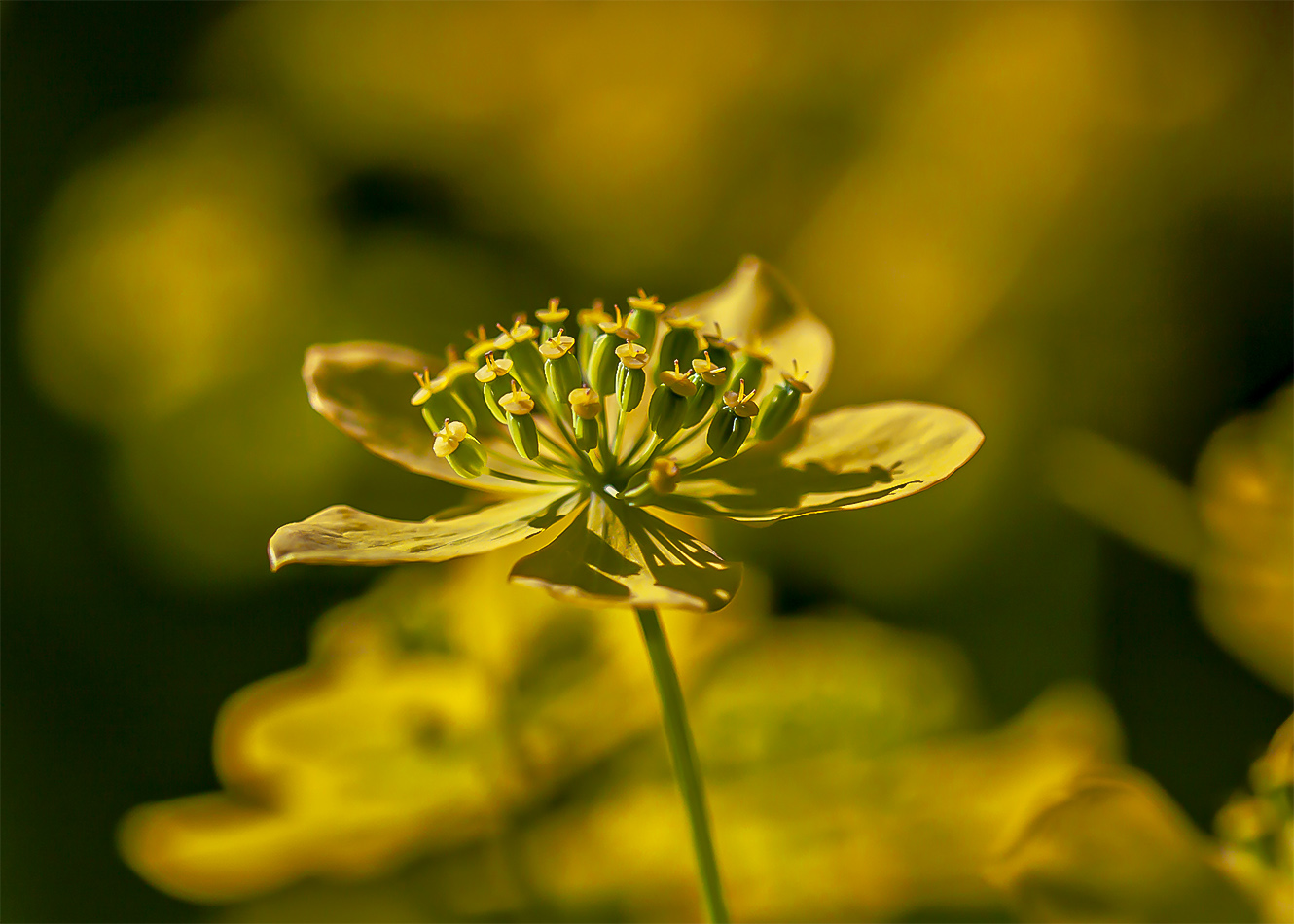 Изображение особи Bupleurum longifolium ssp. aureum.