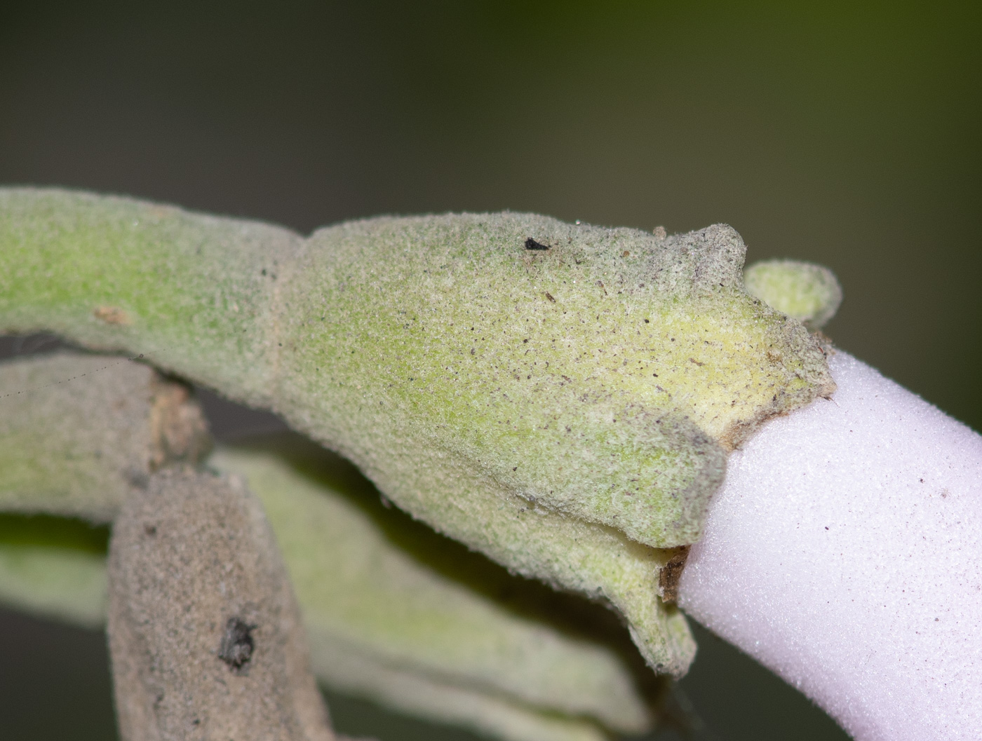 Изображение особи Delostoma integrifolium.