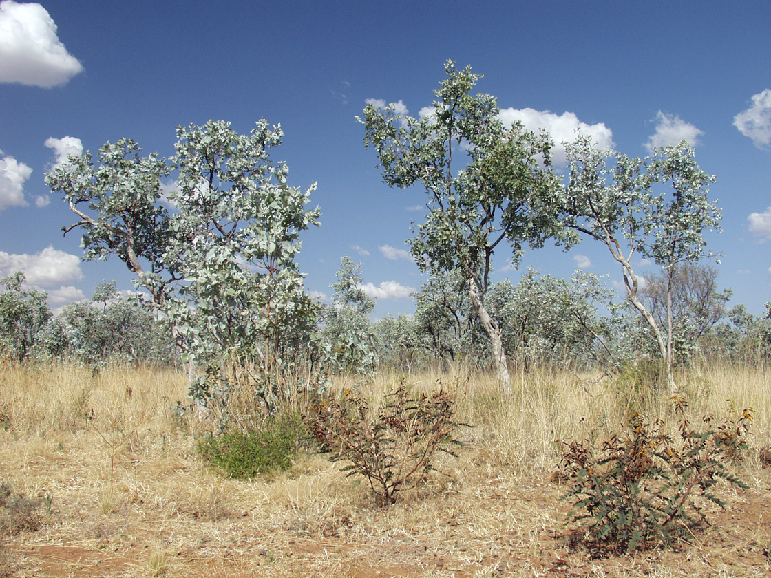 Изображение особи Eucalyptus pruinosa.