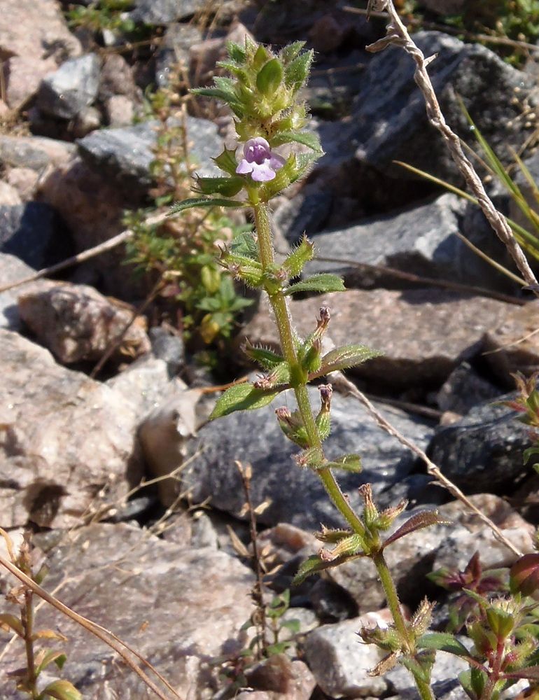 Изображение особи Ziziphora acinos.