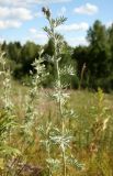 Artemisia absinthium