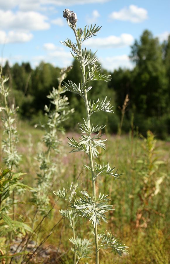 Изображение особи Artemisia absinthium.