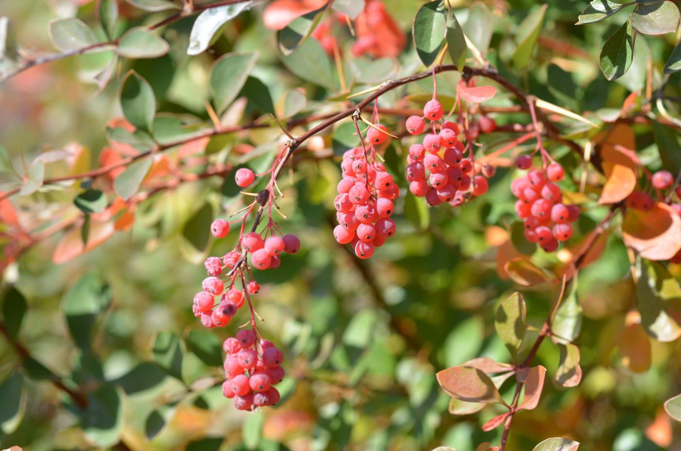 Изображение особи Berberis iliensis.