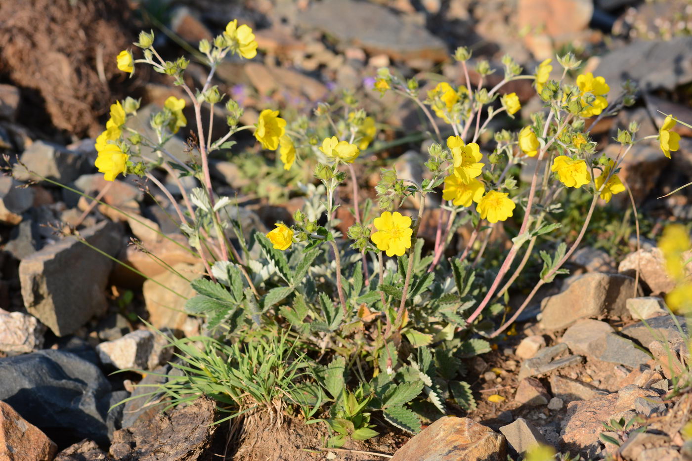 Изображение особи Potentilla nivea.