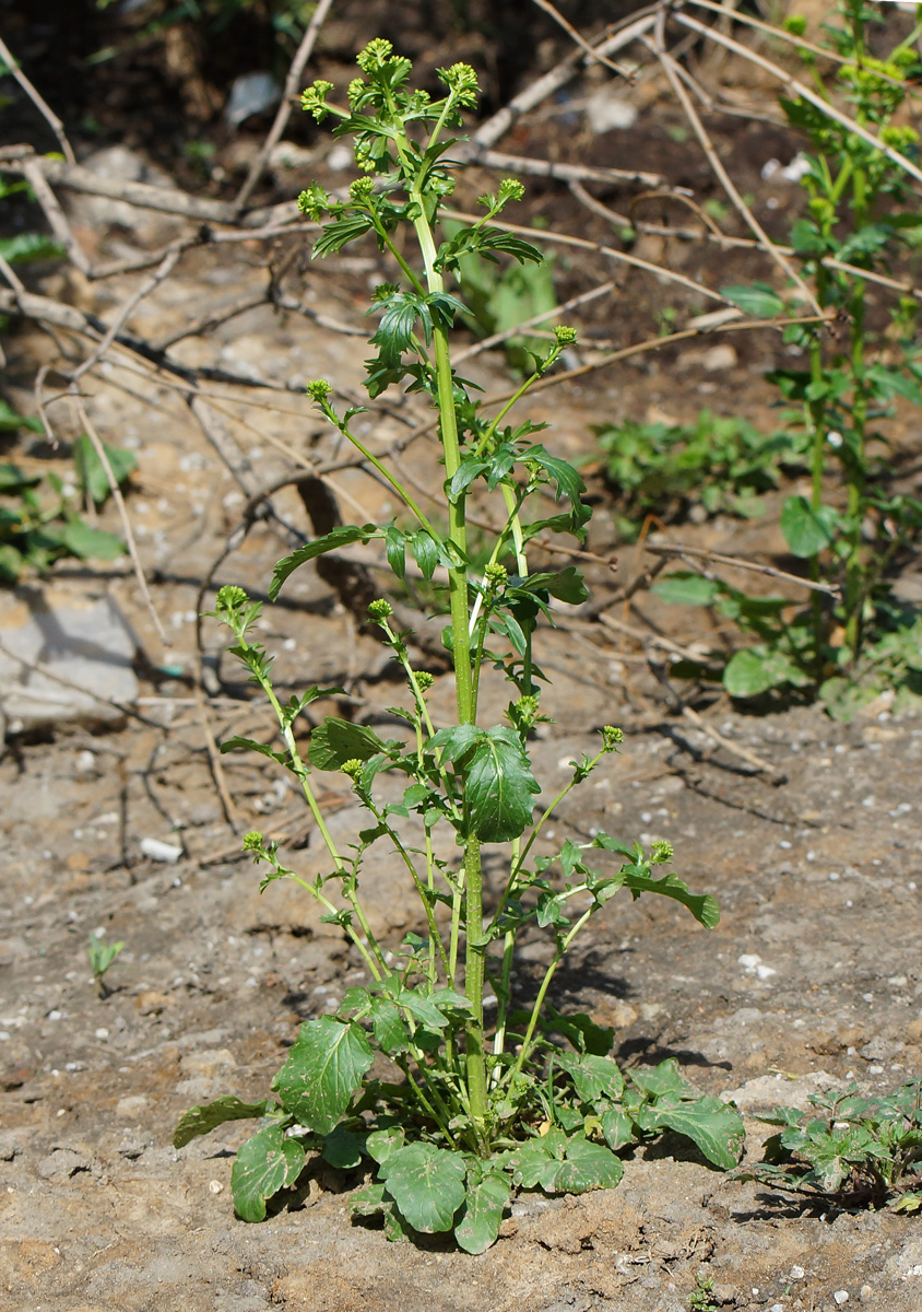 Image of Barbarea arcuata specimen.