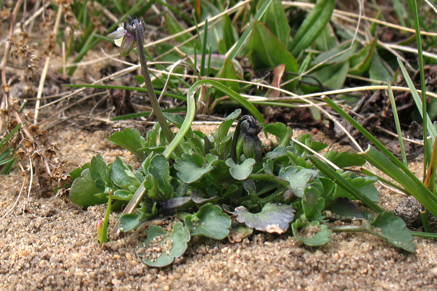 Image of Viola arvensis specimen.