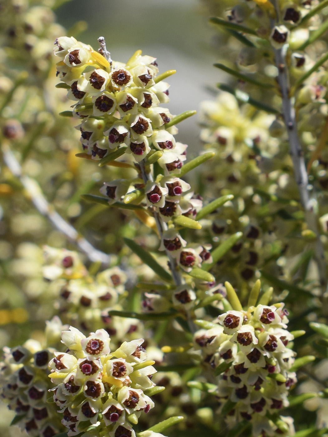 Image of Erica scoparia specimen.