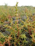 Salsola soda