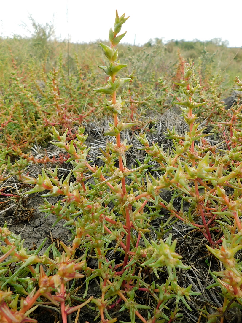 Image of Salsola soda specimen.