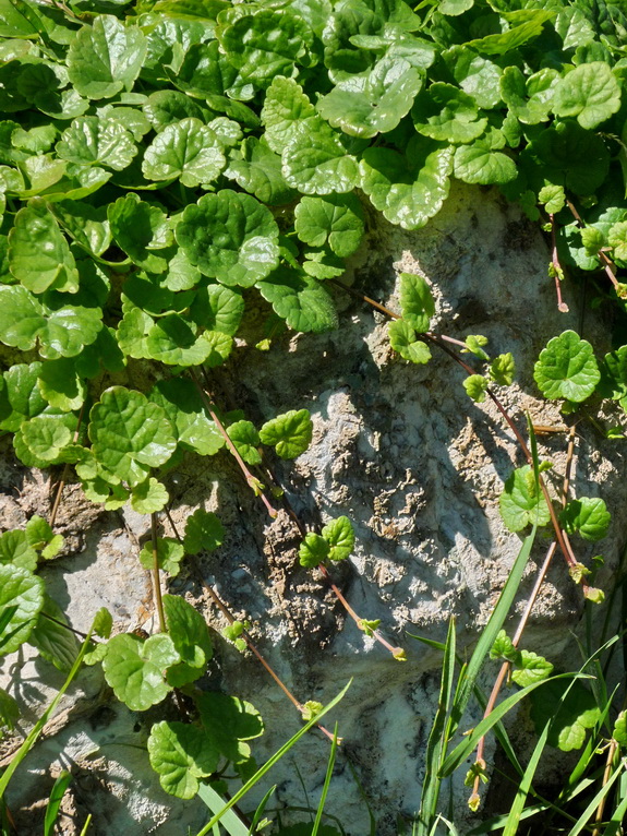 Изображение особи Glechoma hederacea.