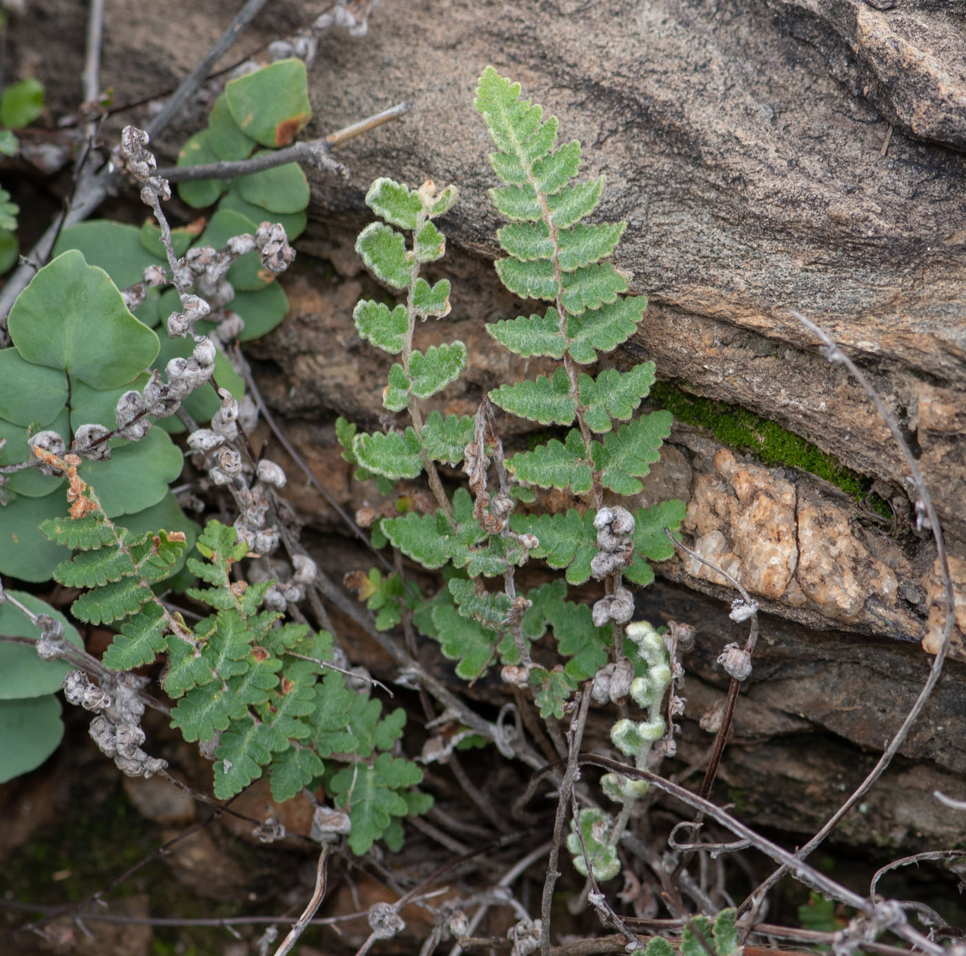 Изображение особи Cheilanthes marlothii.