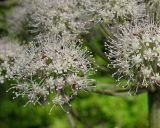 Angelica sylvestris