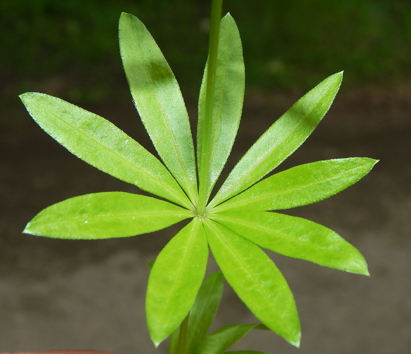 Image of Galium odoratum specimen.