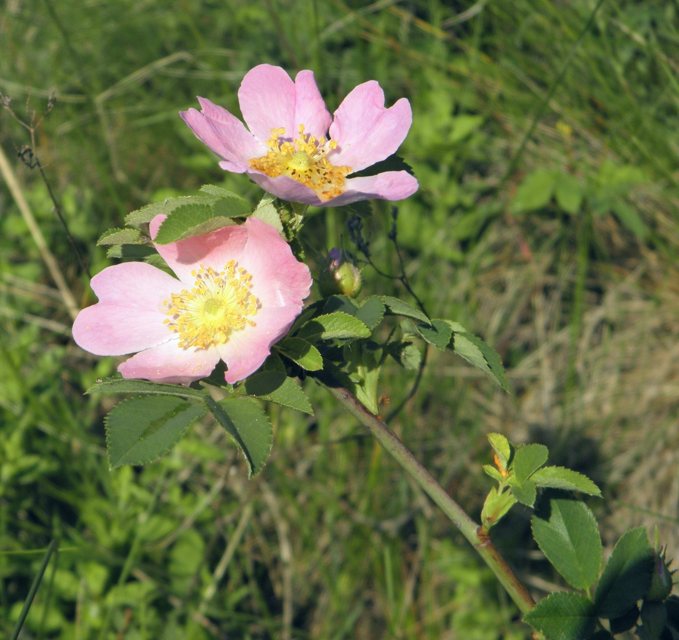 Image of Rosa pygmaea specimen.