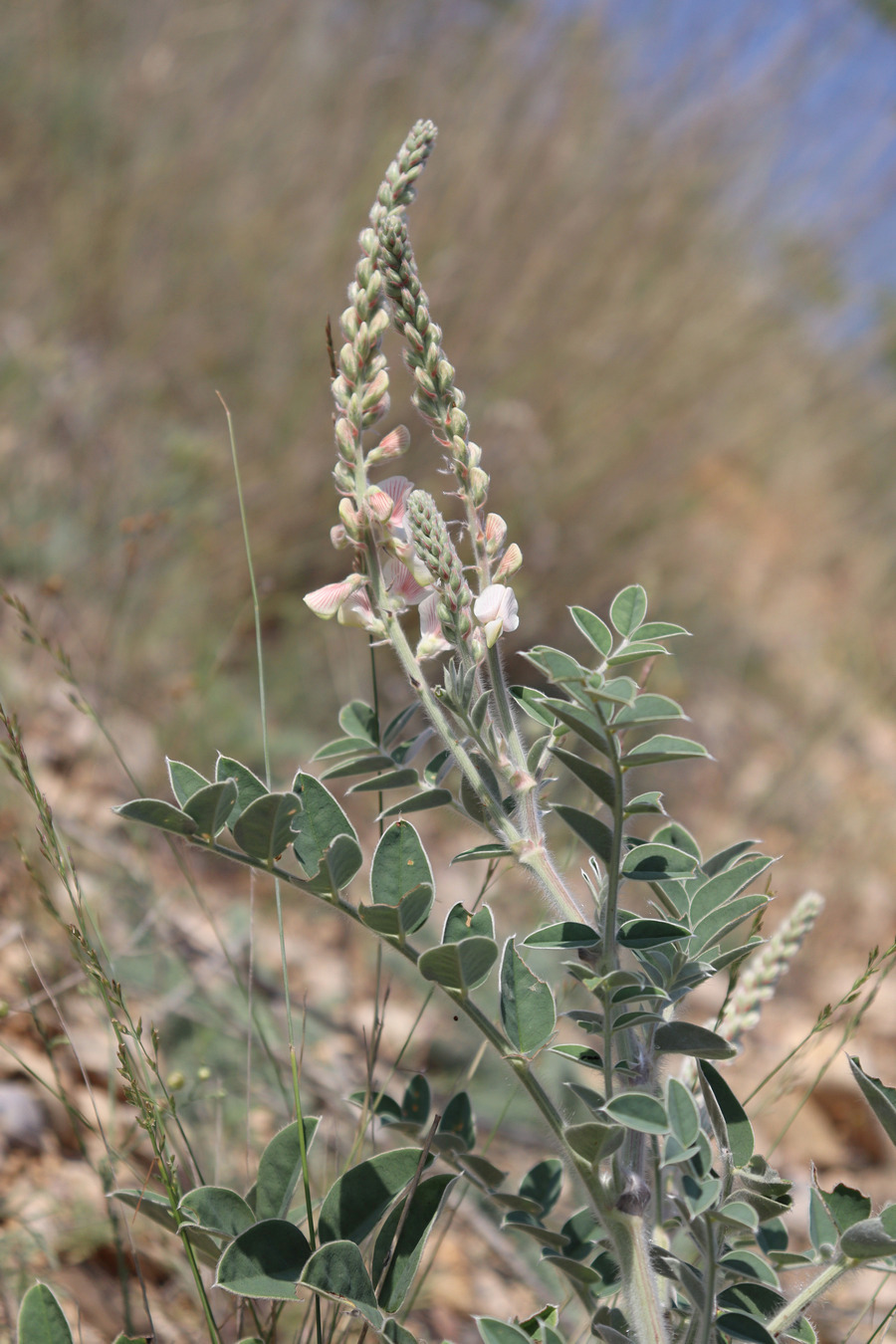 Image of Onobrychis pallasii specimen.