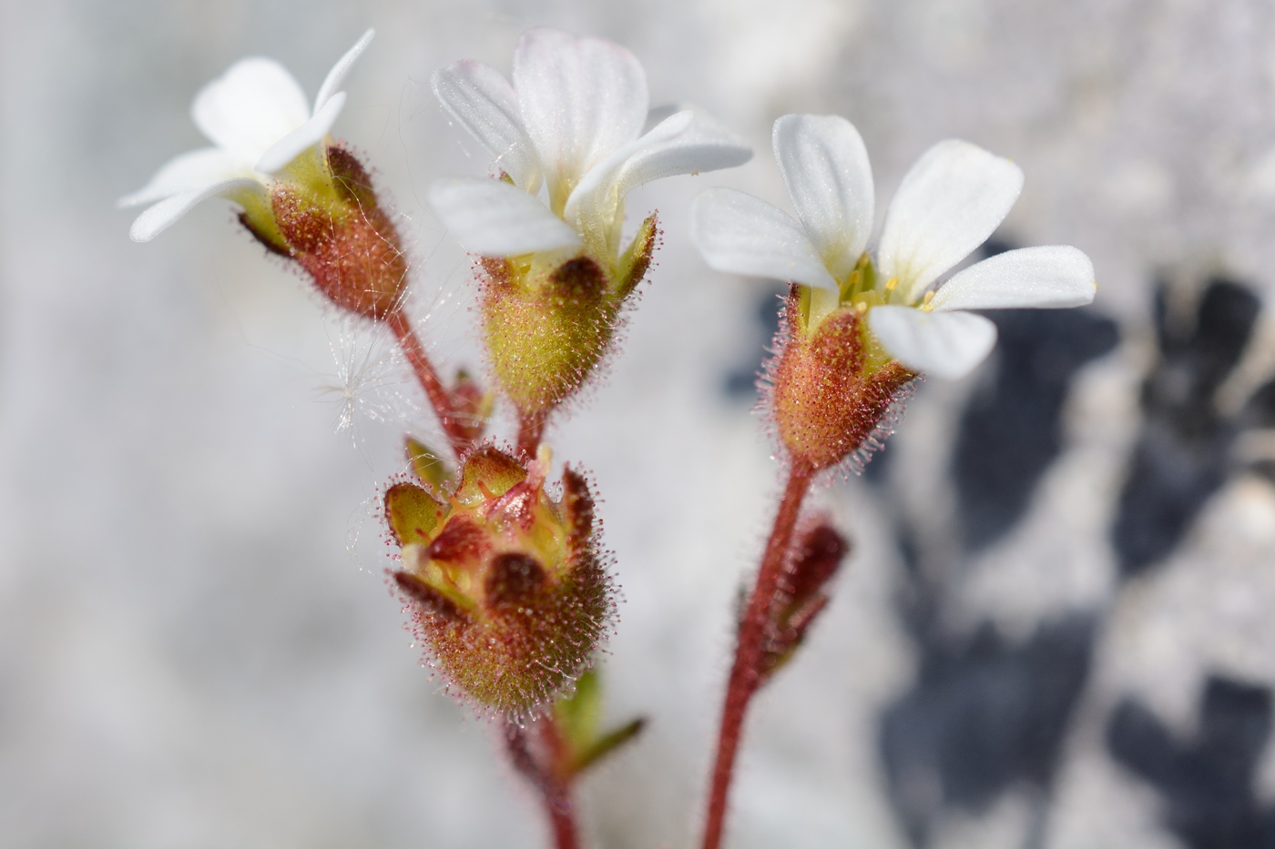 Изображение особи Saxifraga adscendens.