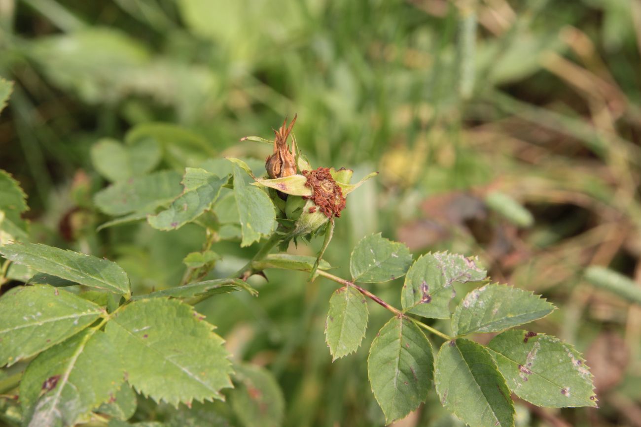 Image of genus Rosa specimen.